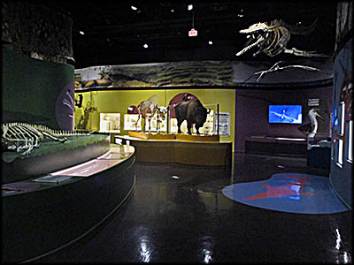 Charleston Museum Inside the Natural History Portion of the Museum