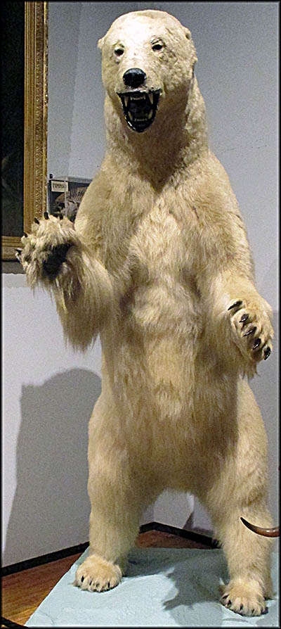 Charleston Museum polar bear (Exhibit H)