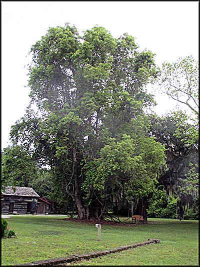 McLeod Plantation Historic Site On the Grounds