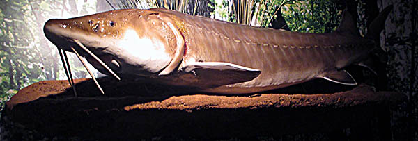 Castle Museum of Saginaw County History Sturgeon are one of the fish in the Saginaw River.
