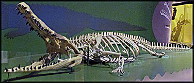 Charleston Museum Thecachampsa carolinensis (Exhibit G), a type of crocodile that lived between twenty-six to twenty-eight million years ago
