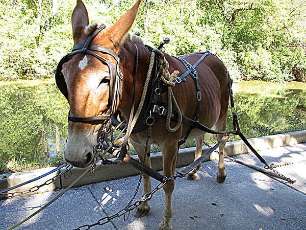 Issac Ludwig Mill One the mules that towed the canal boat.