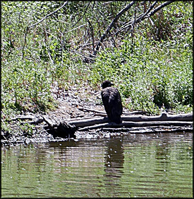 Lorain History Boat Tour: You can tell this is a young bald eagle because it's head hasn't yet turned white.
